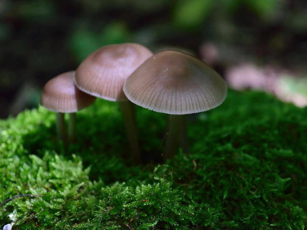 Okuyucular efsaneler konusunda derin dalış yapıyor